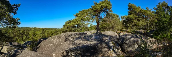 Krajobraz Lasu Fontainebleau — Zdjęcie stockowe