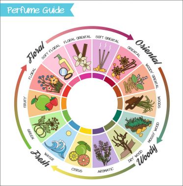 Parfüm kılavuz tekerlek Infographic.