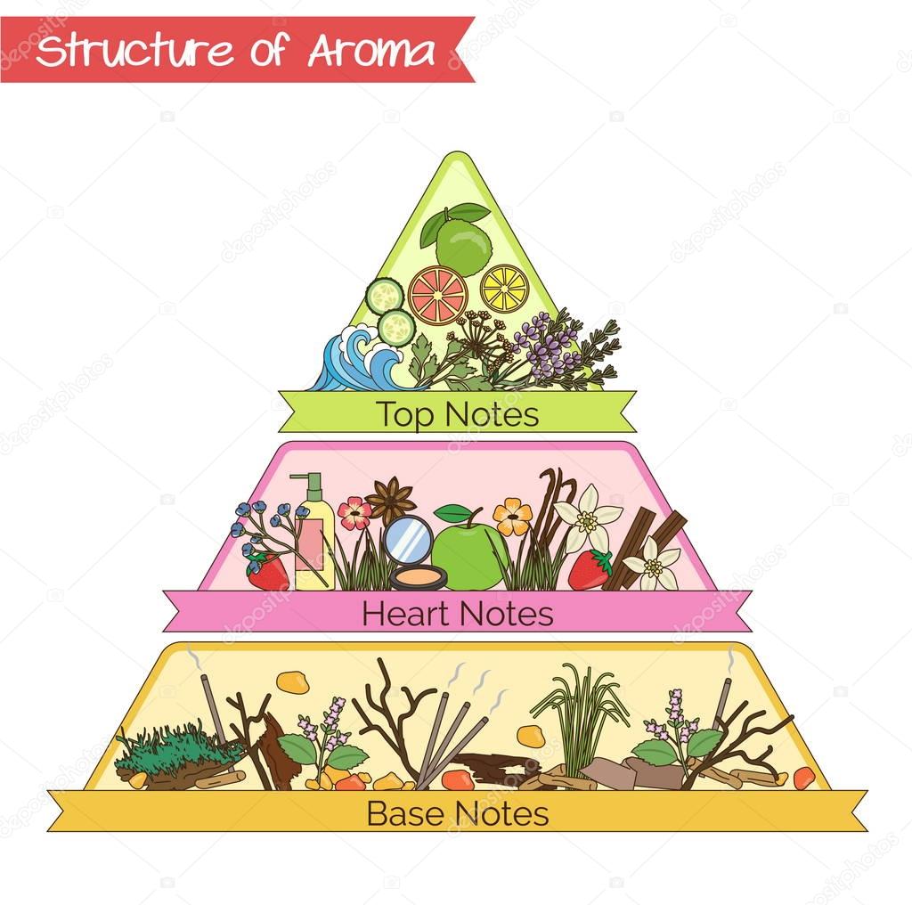 Structure of aroma infographic pyramid.