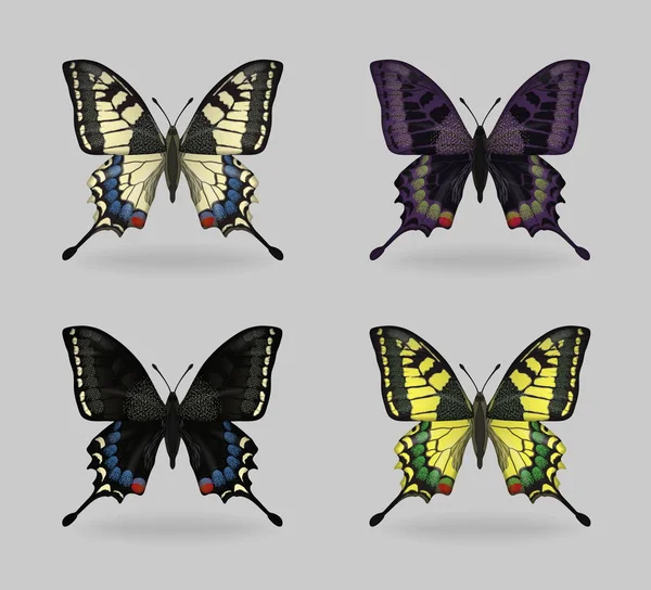 Multy wibrujący kolor owad Papilio machaon motyle — Wektor stockowy