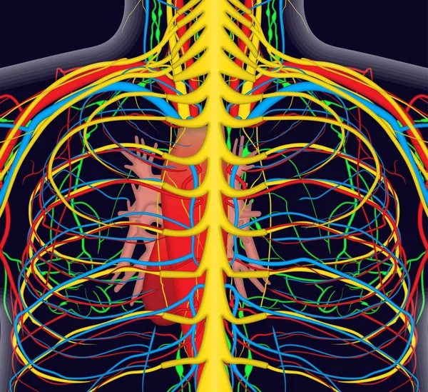 Anatomía ilustración del pecho de la espalda humana con el sistema nervioso y sanguíneo — Vector de stock
