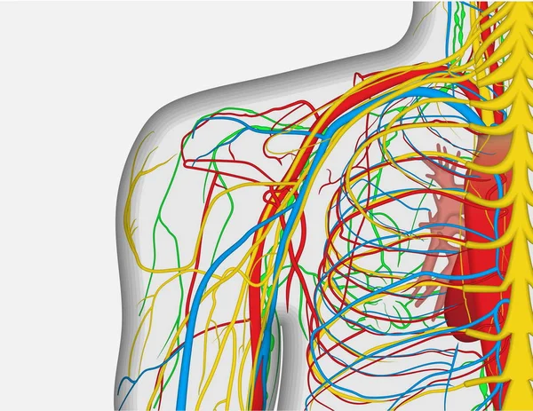 Anatomia ilustração do ombro traseiro humano com sistema nervoso e sanguíneo — Vetor de Stock