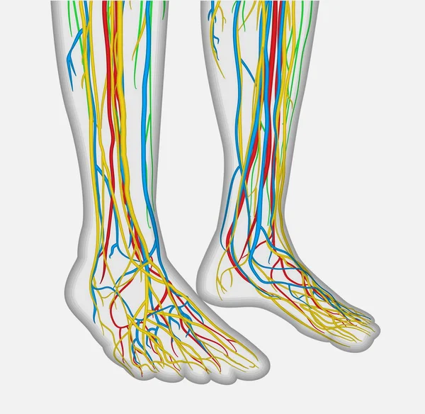 Ilustração da anatomia medicamente precisa das pernas dos pés humanos com sistema nervoso e sanguíneo —  Vetores de Stock