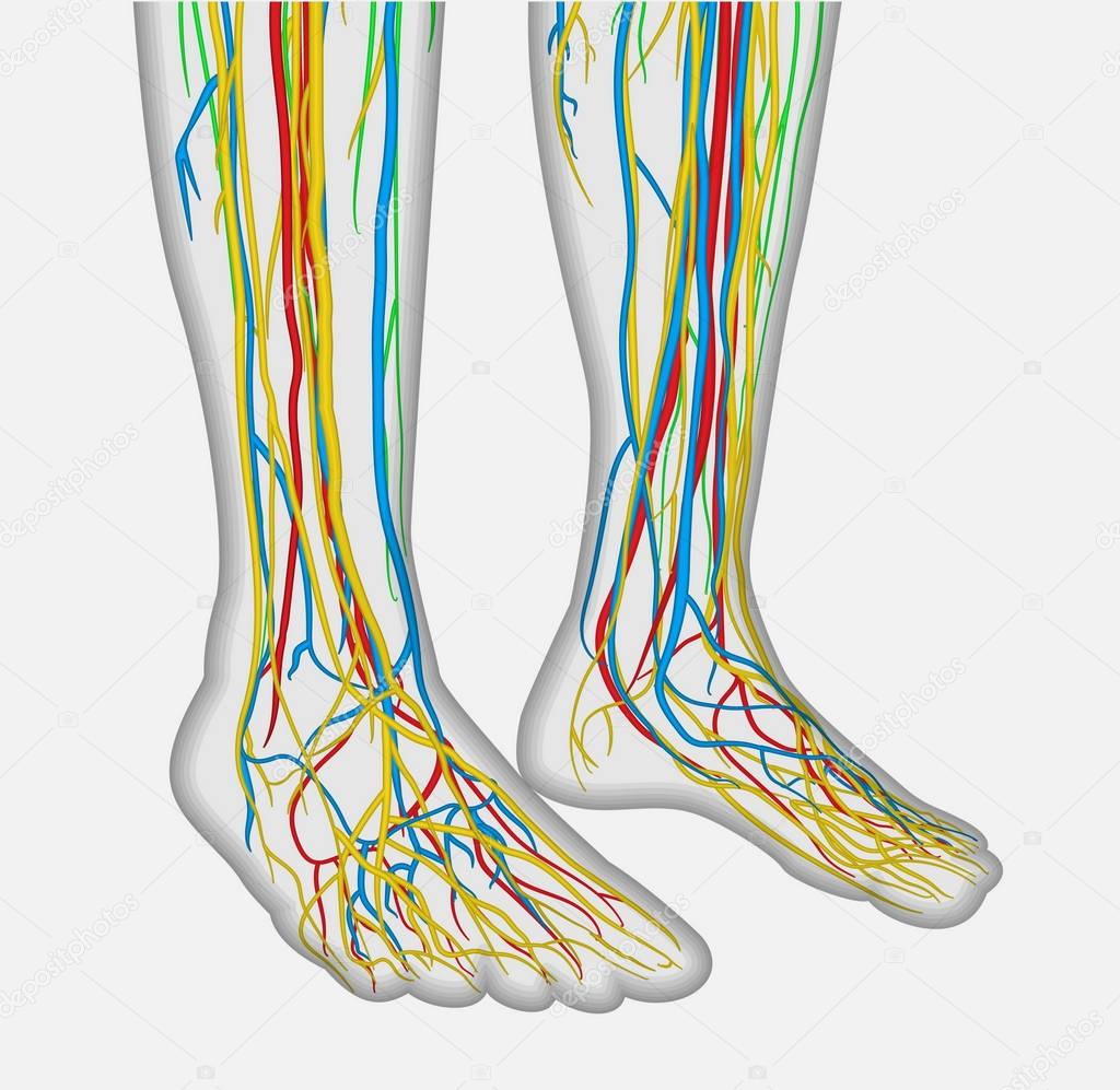 Medically accurate anatomy illustration of human feet legs with nervous and blood system