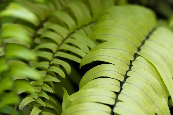 Grønt bregne blade i naturen, Grøn løvplante baggrund, Se - Stock-foto