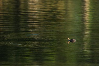 Yüzme, Küçük batağan ördek tachybaptus ruficollis.
