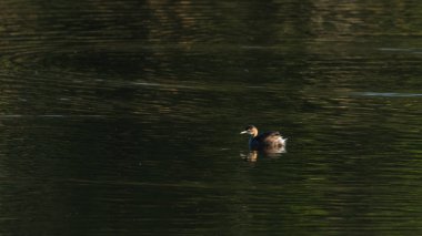 Yüzme, Küçük batağan ördek tachybaptus ruficollis.
