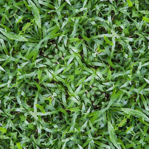 Seamless abstract green nature lawn grass texture and pattern — Stock Photo, Image