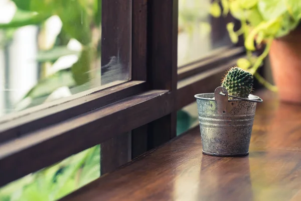 Tanaman hijau kaktus di atas meja, Sinar matahari dari jendela . — Stok Foto