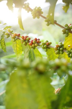 Taze kahve çekirdekleri, kahve çekirdekleri, kahve ağacı dalı, vint grup
