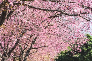 Bahar ağacında kiraz çiçeği