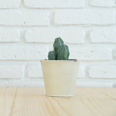 metal saksı ve beyaz tuğla duvar arka plan üzerine yeşil kaktüs dekoratif, bahçe bitki.