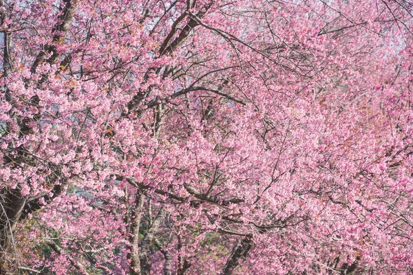 Cerisier en fleur au printemps — Photo