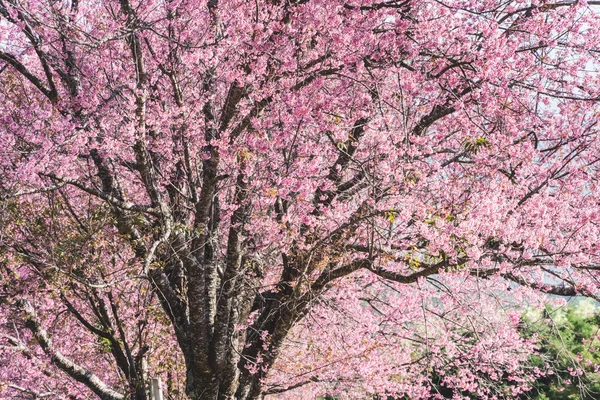 Cherry blossom tree in springtime — Stock Photo, Image