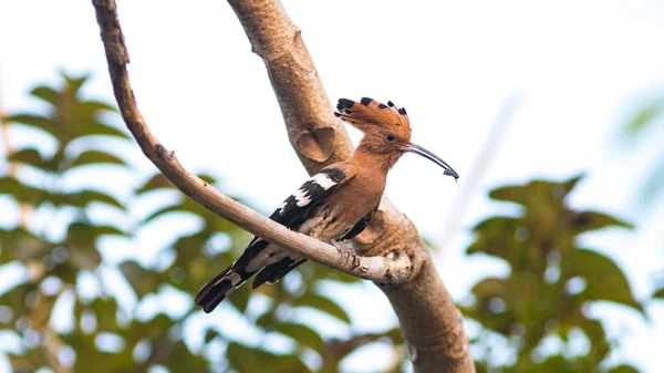 Pájaro común Hoopoe en la naturaleza . — Foto de Stock