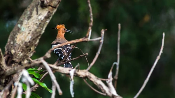 Pájaro común Hoopoe en la naturaleza . — Foto de Stock