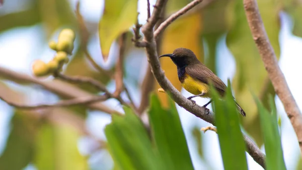 Sunbird respaldado por Oliva, Cinnyris Jugularis . — Foto de Stock