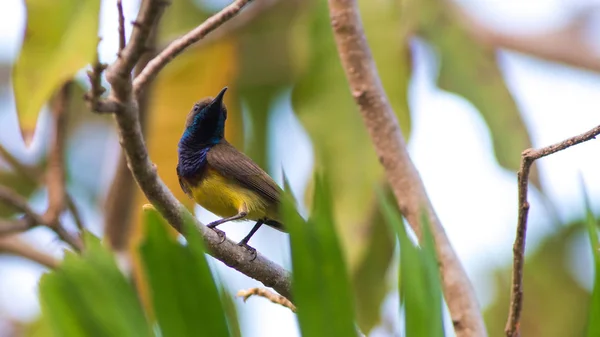 Оливковая спина Sunbird, Cinnyris Jugularis . — стоковое фото