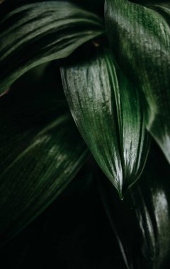 Yeşil yapraklar arka planı kapatır. Bahçe konseptinde yeşil doğa.