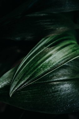 Yeşil yapraklar arka planı kapatır. Bahçe konseptinde yeşil doğa.