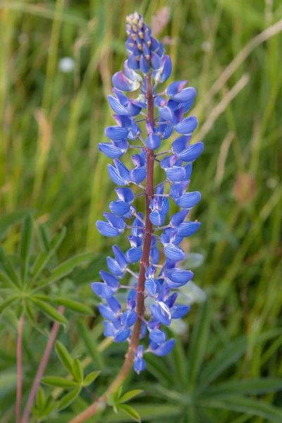 Lupine Persistent Lupinus Polyphyllus Legume Family Butterfly Flowers Collected Long — Stock Photo, Image