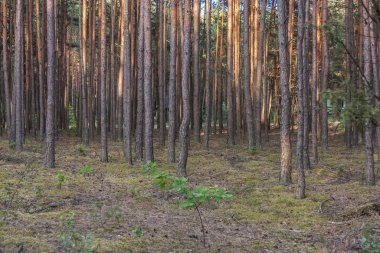 Batan güneşin ışınlarında güzel bir çam ormanı. Sakinleştirici arka plan.