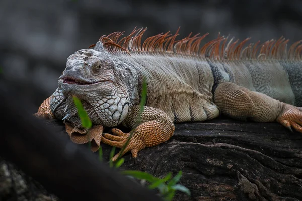 Lagarto iguana sobre madera — Foto de Stock