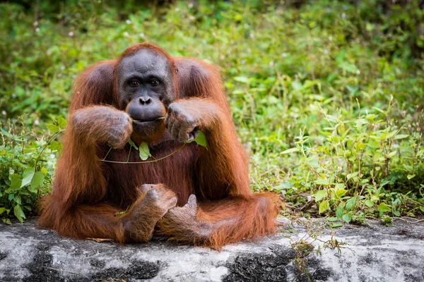 Orangután Especies asiáticas de grandes simios existentes — Foto de Stock