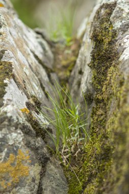 Çimlerle kaplanmış taştan bir yarık.