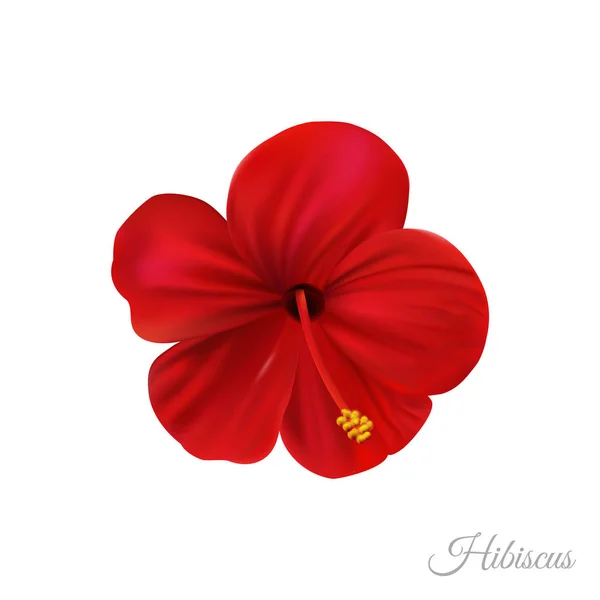 붉은 히비스커스 꽃, 놀라운 하와이 장미. — 스톡 벡터