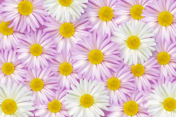 Όμορφο διάνυσμα λουλούδι φόντο με ρεαλιστικά χαμομήλια. — Διανυσματικό Αρχείο