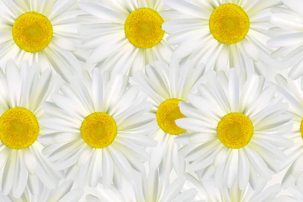 Schöne Vektorblume Hintergrund mit realistischen Kamillen. — Stockvektor