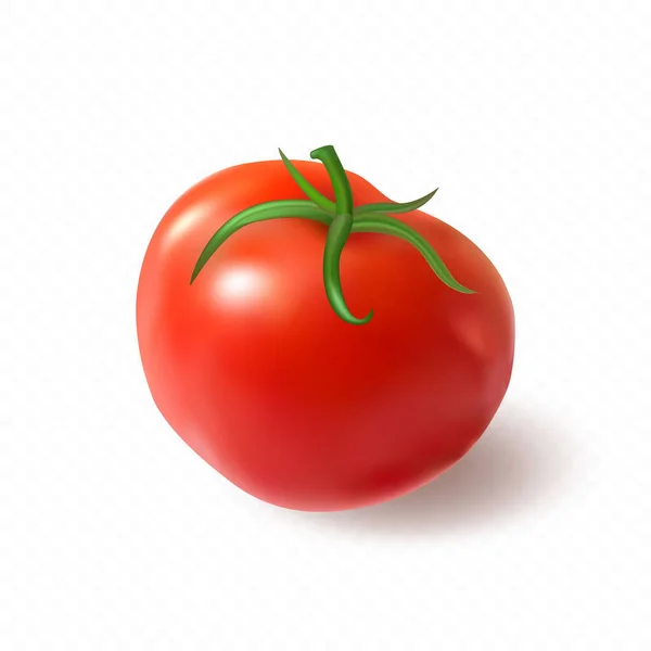Big red juicy ripe tomato. Premium vector. — Stock Vector