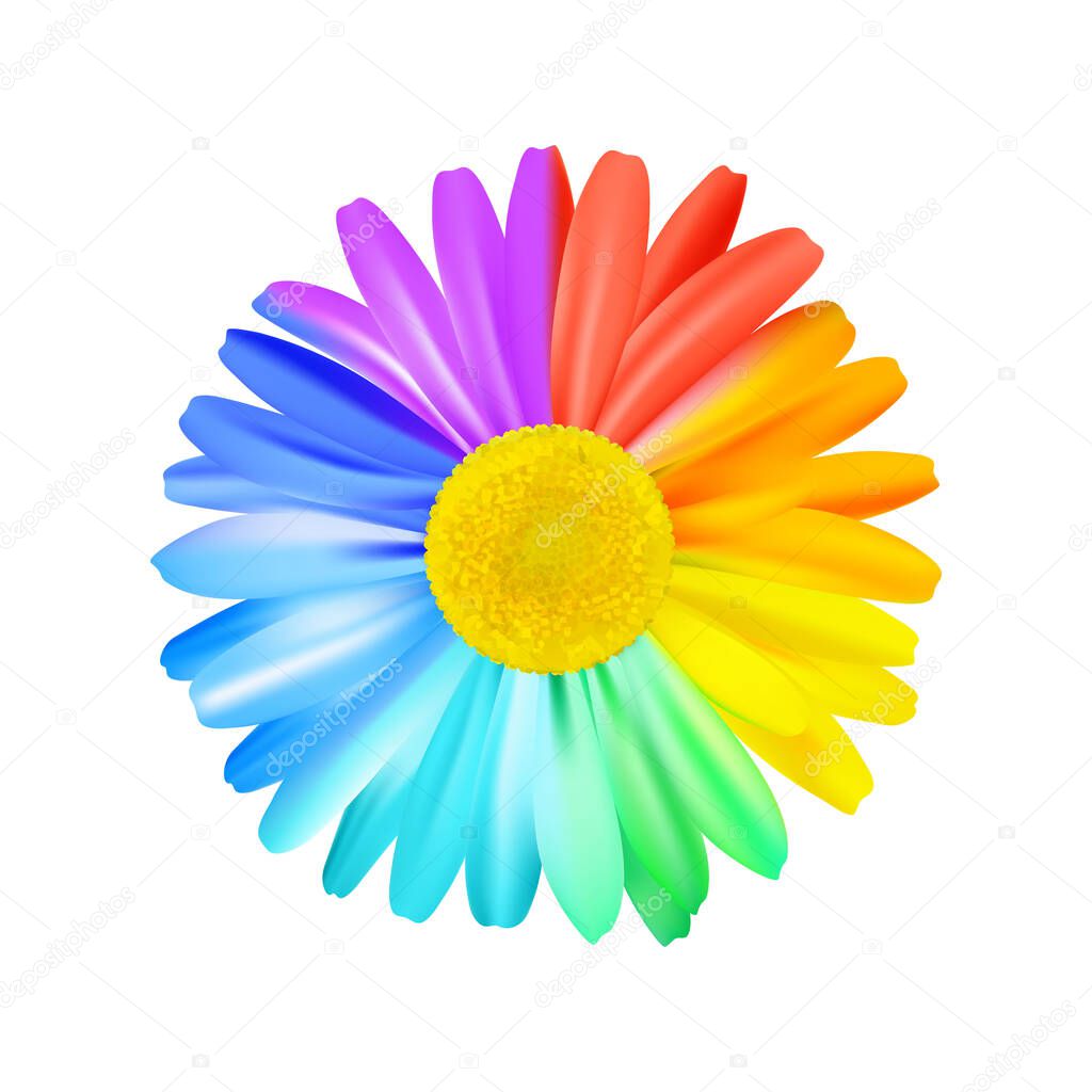 Beautiful rainbow daisy flower, multicoloured camomile.  Premium vector.