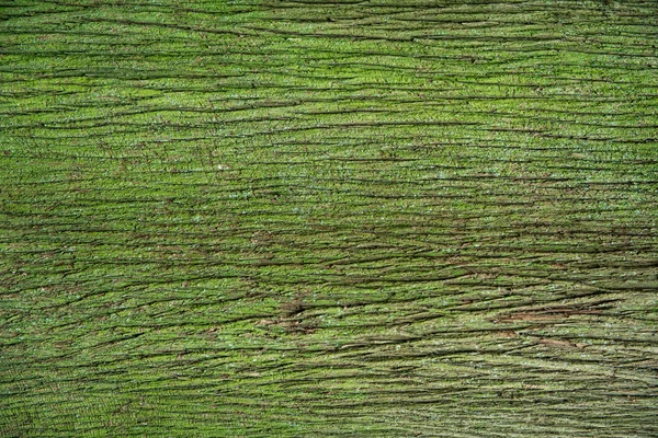 Casca de pinheiro coberto com musgo verde — Fotografia de Stock