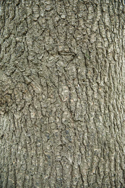 Casca de árvore pinheiro closeup — Fotografia de Stock