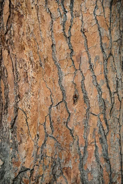 Casca de árvore cedro closeup — Fotografia de Stock