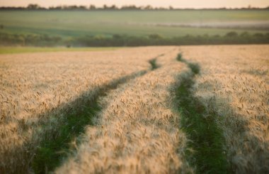 Buğday alan yoluyla doğal yol