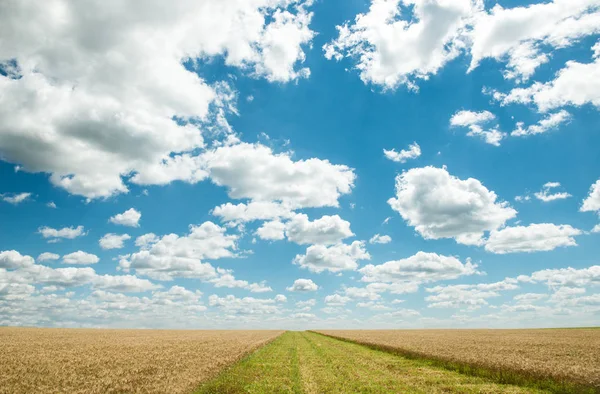 Beau champ de blé sous le ciel bleu — Photo