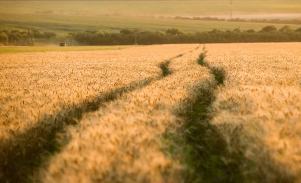Route panoramique à travers le champ de blé — Photo