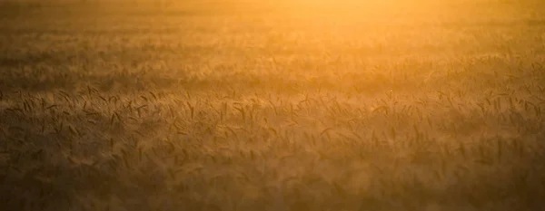 stock image A field of wheat in the rays of the setting sun