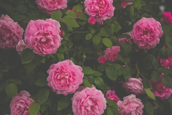 Güzel bush gül ile