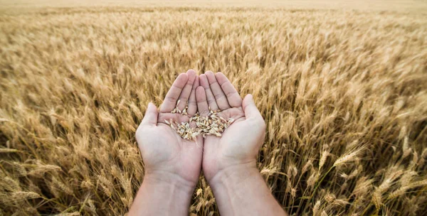 Hands of the grain-grower against a wheaten field