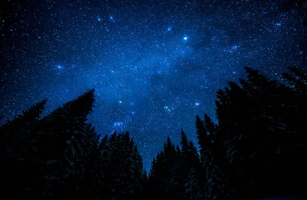 El brillante cielo estrellado en el bosque nocturno — Foto de Stock