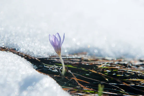 Mavi nazik kardelen kar — Stok fotoğraf