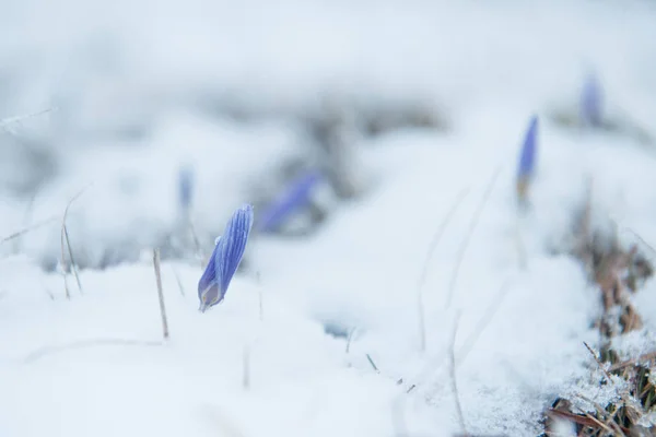 Синий джентльменский подснежник в снегу — стоковое фото