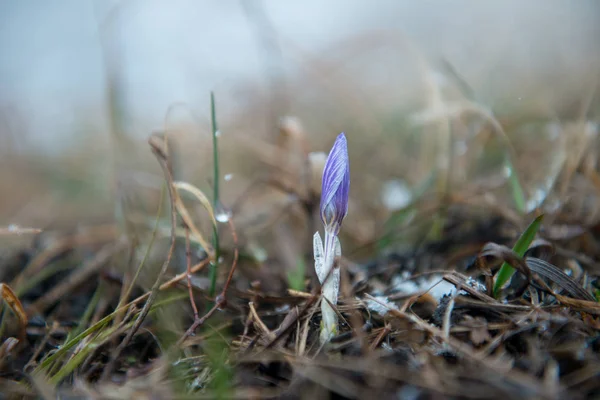 Blauwe zachte snowdrop in het voorjaar — Stockfoto