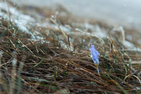 Mavi nazik kardelen kar — Stok fotoğraf