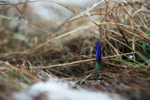 Blauwe zachte snowdrop in het voorjaar — Stockfoto