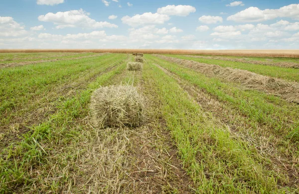 Bales of hay on the farm field — Stock Photo, Image